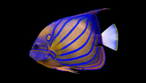 Annularis Angel Fish