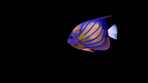 Annularis Angel Fish