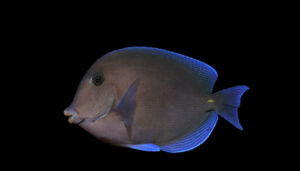 Atlantic Blue Tang