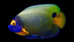 Blue-Faced Angelfish