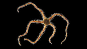Brittle Starfish