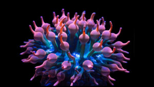 Bubble Tip Anemone