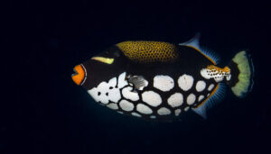Clown Triggerfish