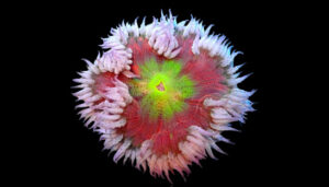 Flower Rock Coral