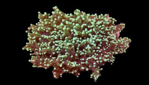 Frogspawn Coral
