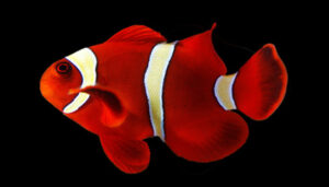 Gold Stripe Maroon Clownfish