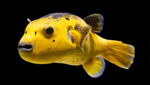 Golden Puffer Fish