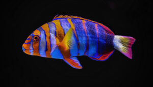 Harlequin Tusk Wrasse