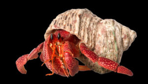 Hermit Crab