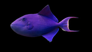 Niger Triggerfish