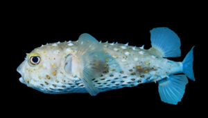 Porcupine Puffer Fish