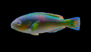 Quoyi's Parrotfish