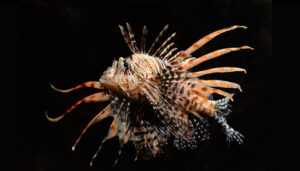 Red Lion Fish