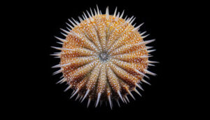 Sea Urchin