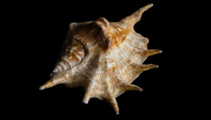 Spider Conch
