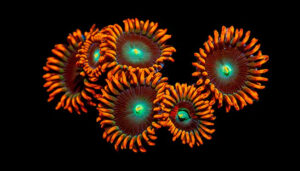 Zoanthid Coral