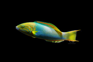 Colorful banana wrasse in side profile with yellow and blue-green body against a black background.