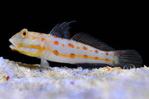 Diamond goby with orange spots resting on a sandy bottom against a black background.