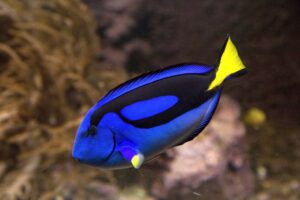 Blue hippo tang with a yellow tail swimming near a reef.