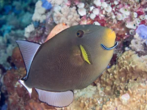 Pinktail triggerfish close-up with yellow face and blue markings near the mouth over a coral reef.
