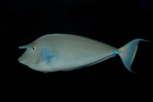 Unicorn tang in side profile against a black background.